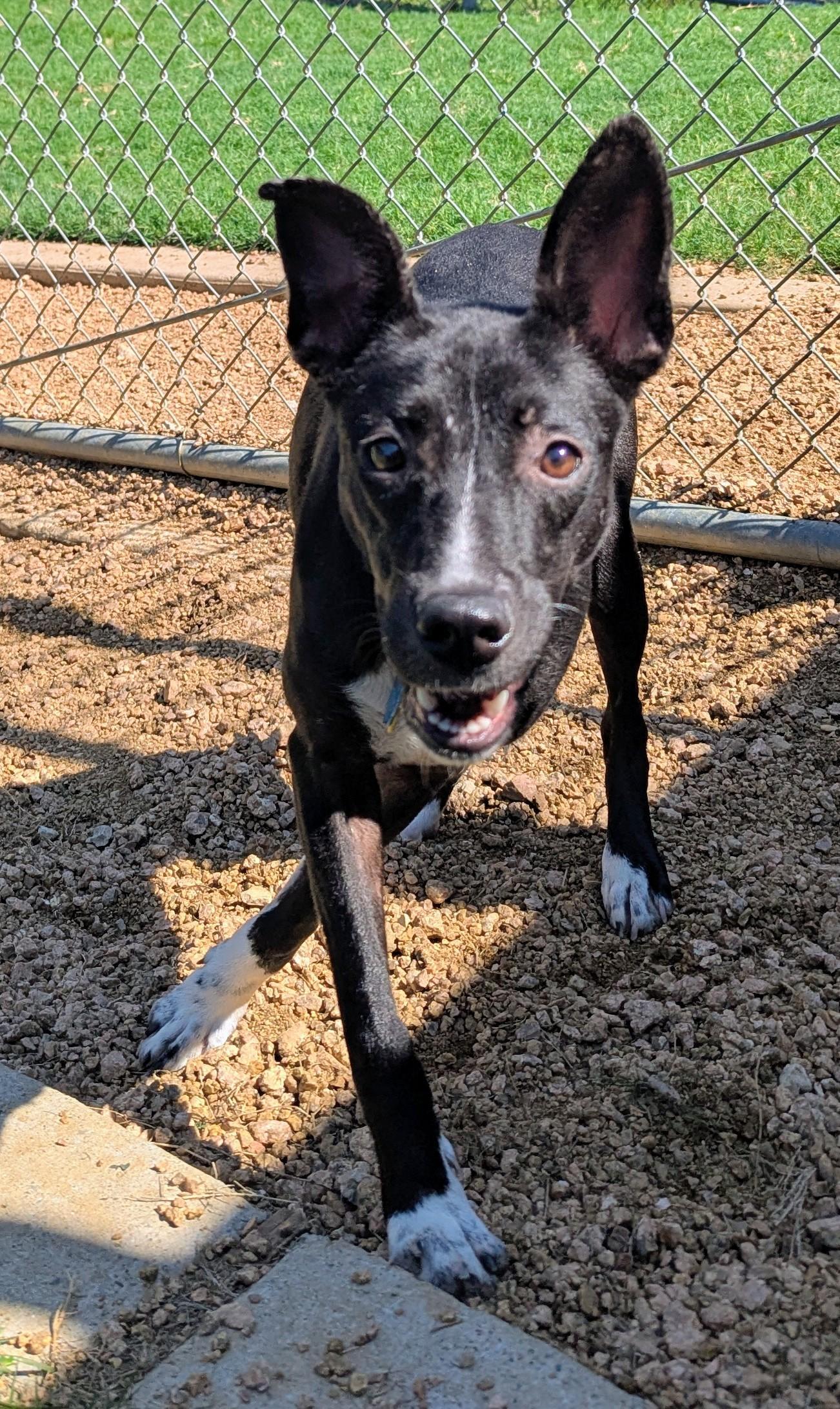 Enlarge Ellie Mae* A212715, a Adoptable mixed breed in Plano, TX image 4/6