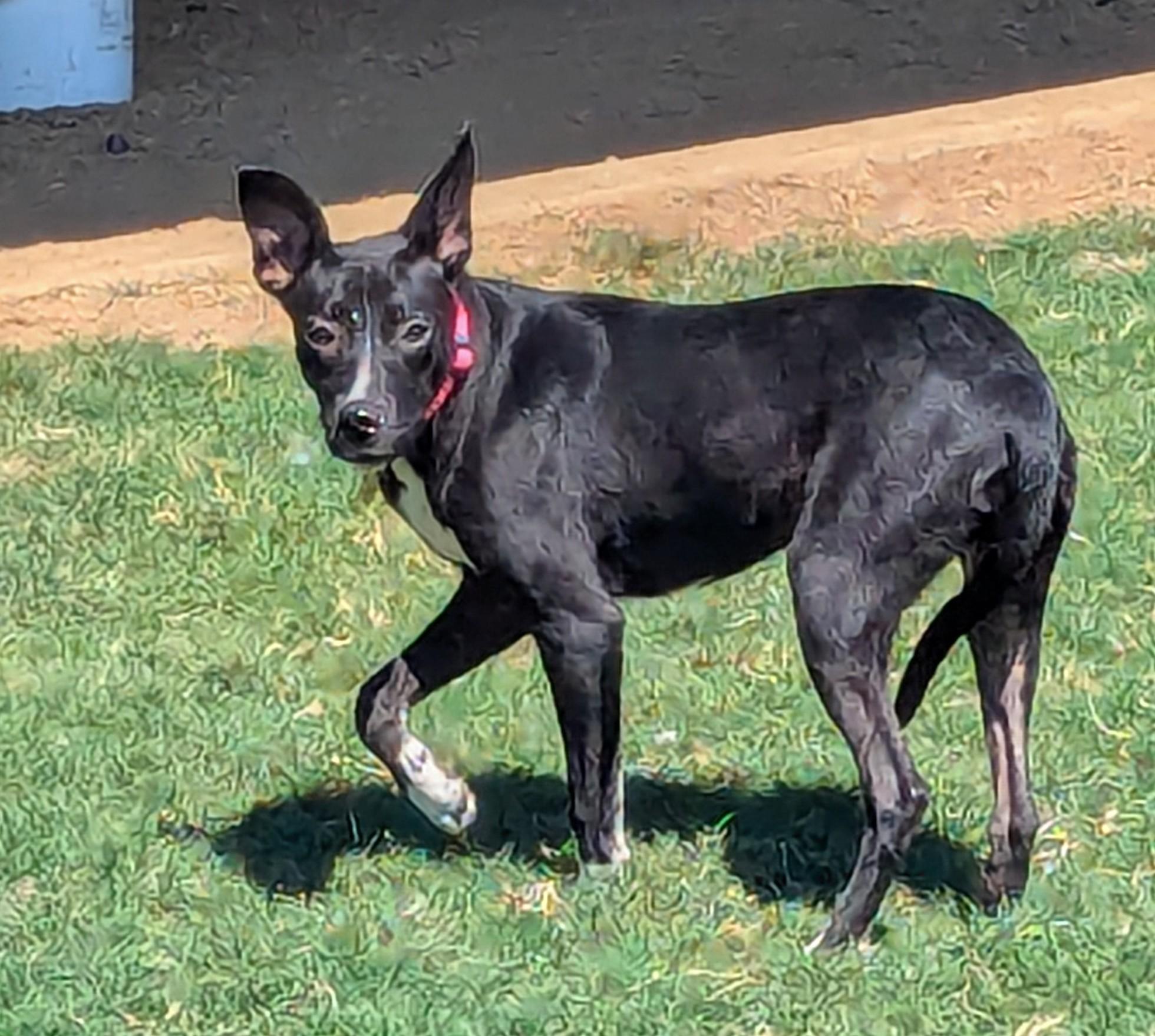 Enlarge Ellie Mae* A212715, a Adoptable mixed breed in Plano, TX image 5/6