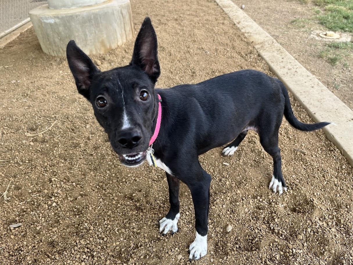 Enlarge Ellie Mae* A212715, a Adoptable mixed breed in Plano, TX image 2/6