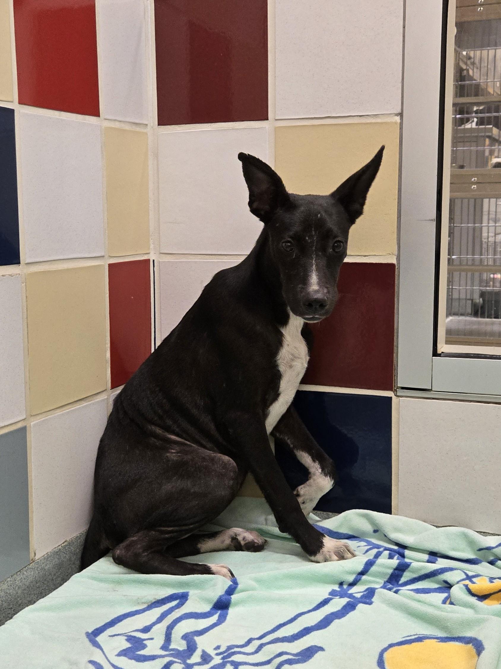 Ellie Mae A212715