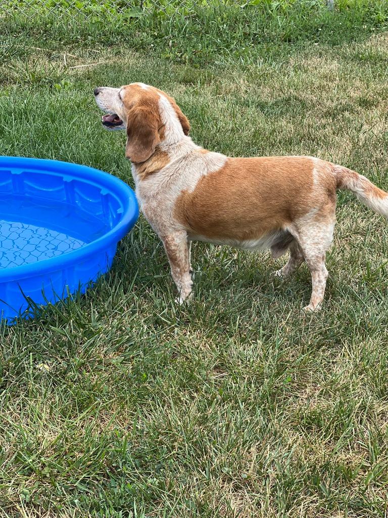BUDDY, Adopted, Senior Male Basset Hound & Cattle Dog.
