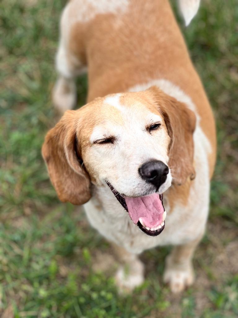 Enlarge BUDDY, a Adopted mixed breed in Moberly, MO image 2/4