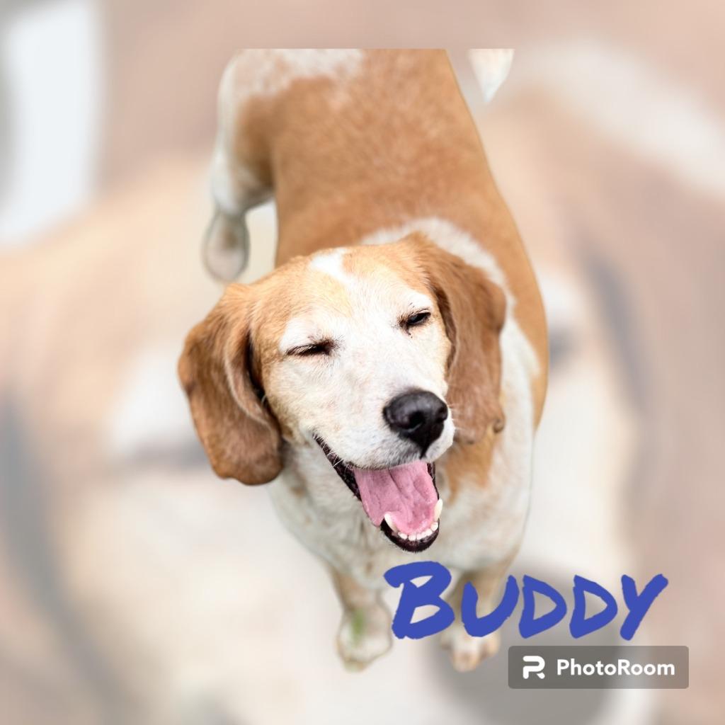 Enlarge BUDDY, a Adopted mixed breed in Moberly, MO image 3/4