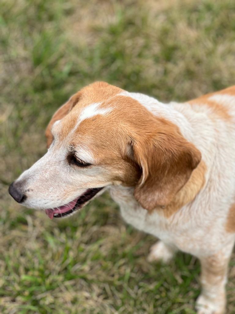 Enlarge BUDDY, a Adopted mixed breed in Moberly, MO image 4/4
