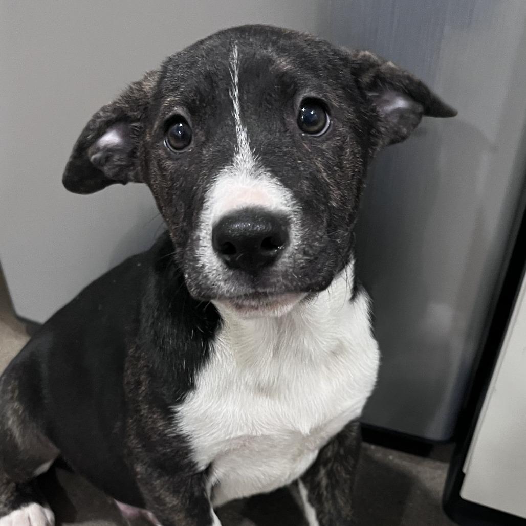 Enlarge Dr. Phil, a Adoptable mixed breed in Washburn, MO image 1/1