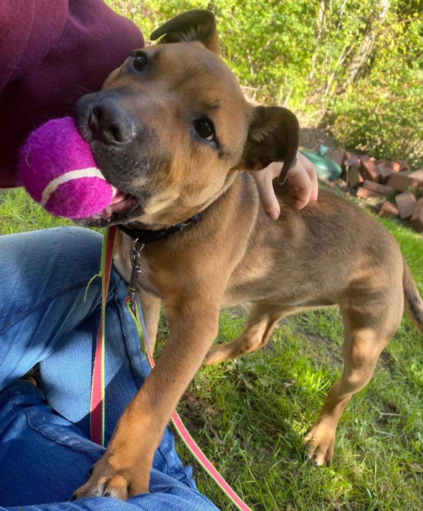 Nebula, Adoptable, Young Female Shepherd & Mixed Breed.