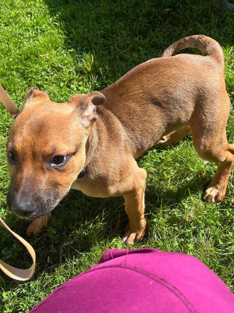 Nebula, a Adoptable mixed breed in Fall River, MA image 2/6