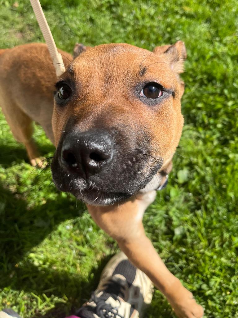 Nebula, a Adoptable mixed breed in Fall River, MA image 3/6