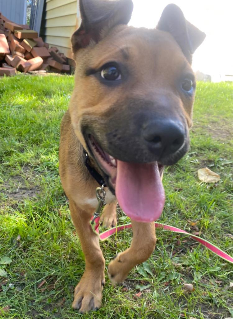 Nebula, a Adoptable mixed breed in Fall River, MA image 4/6