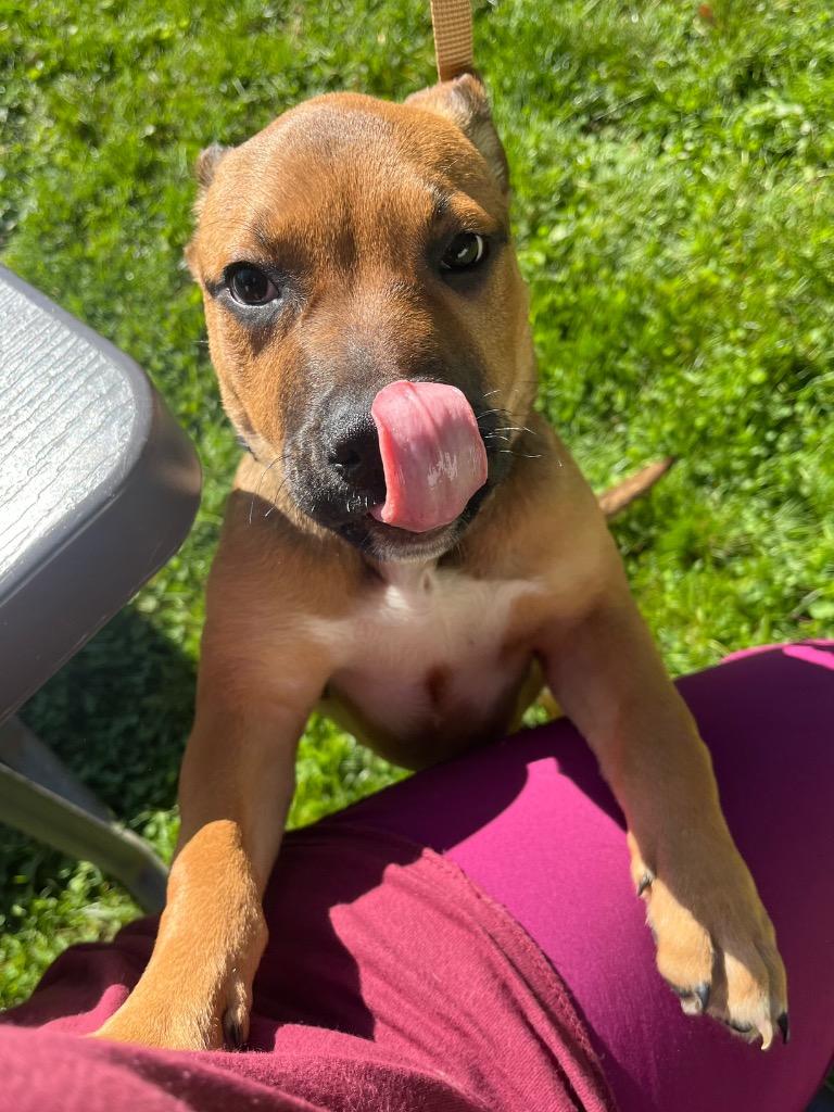 Nebula, a Adoptable mixed breed in Fall River, MA image 5/6