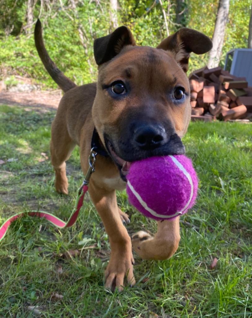 Nebula, a Adoptable mixed breed in Fall River, MA image 6/6