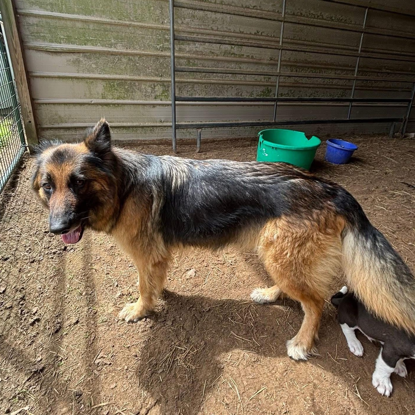 Nikki, an adoptable German Shepherd Dog in Snohomish, WA, 98296 | Photo Image 4