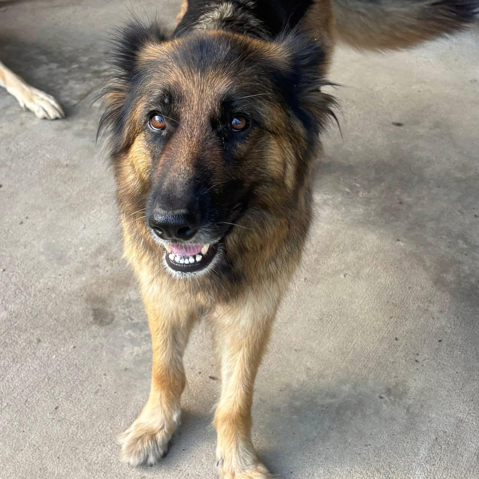 Nikki, an adoptable German Shepherd Dog in Snohomish, WA, 98296 | Photo Image 6