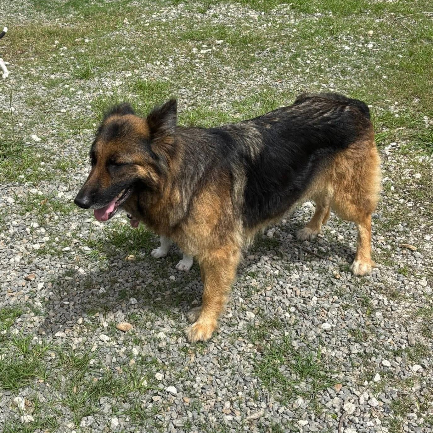 Nikki, an adoptable German Shepherd Dog in Snohomish, WA, 98296 | Photo Image 5