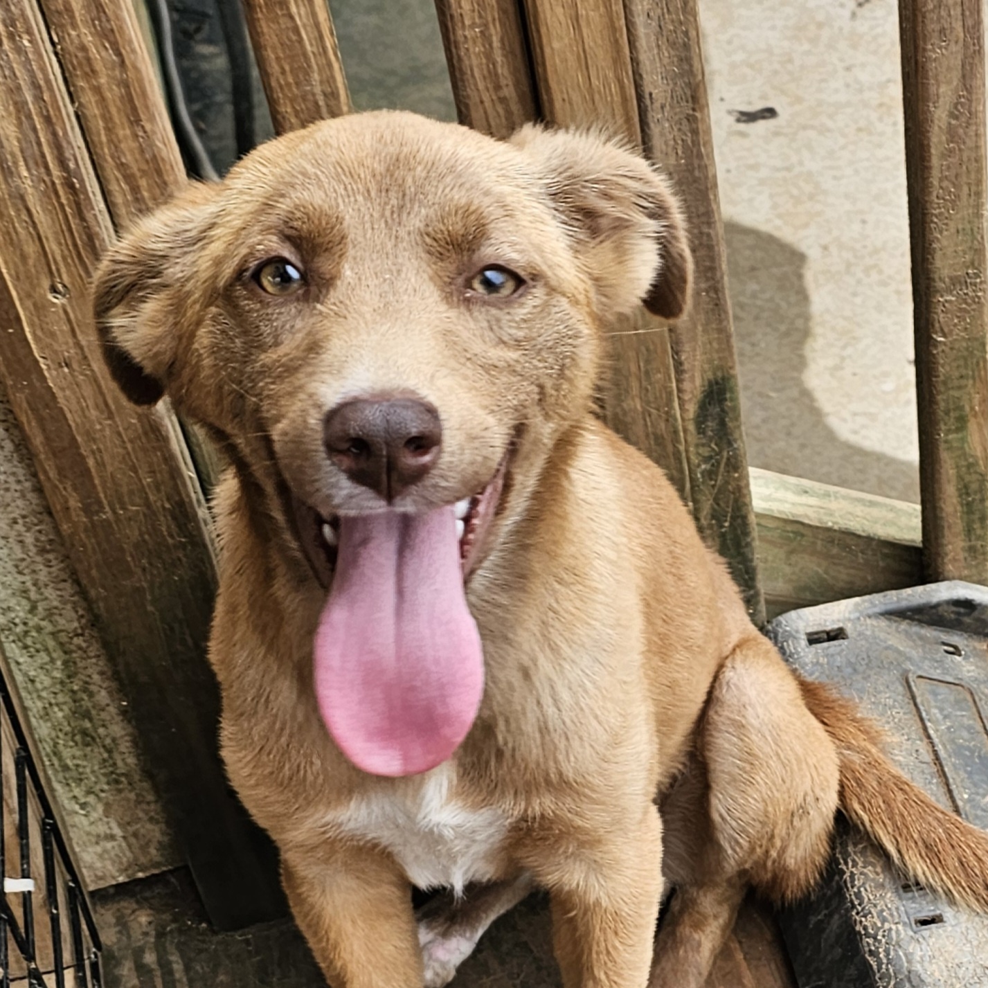 Enlarge Edith (Ruby), a Adoptable Golden Retriever in Athens, AL image 5/5