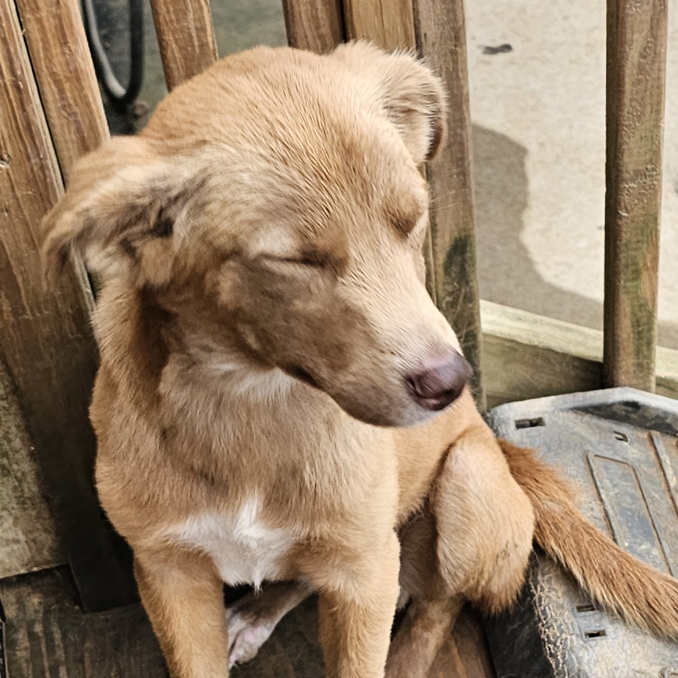 Enlarge Edith (Ruby), a Adoptable Golden Retriever in Athens, AL image 4/5
