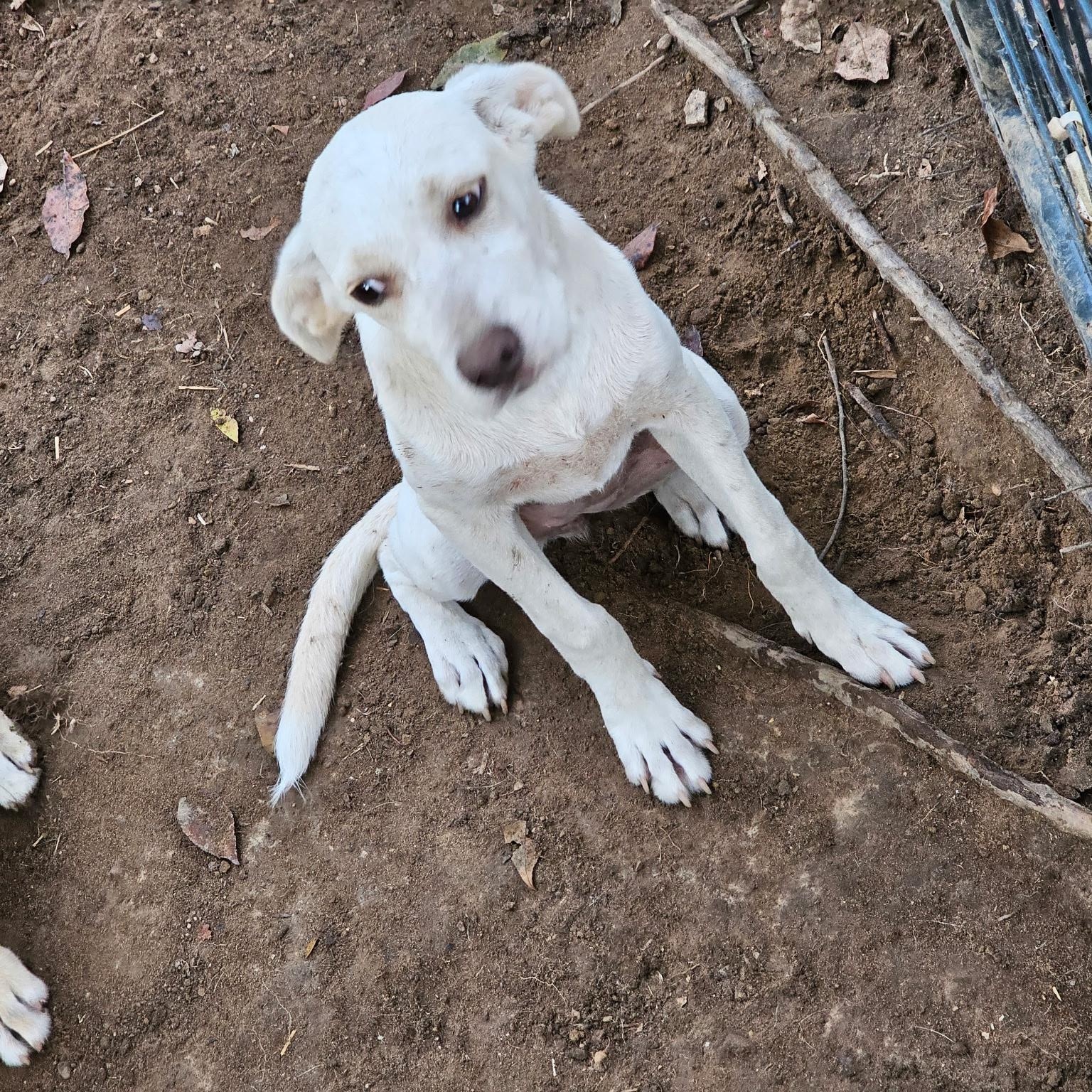 Enlarge Siggi, a Adoptable mixed breed in Newfoundland, NJ image 3/4