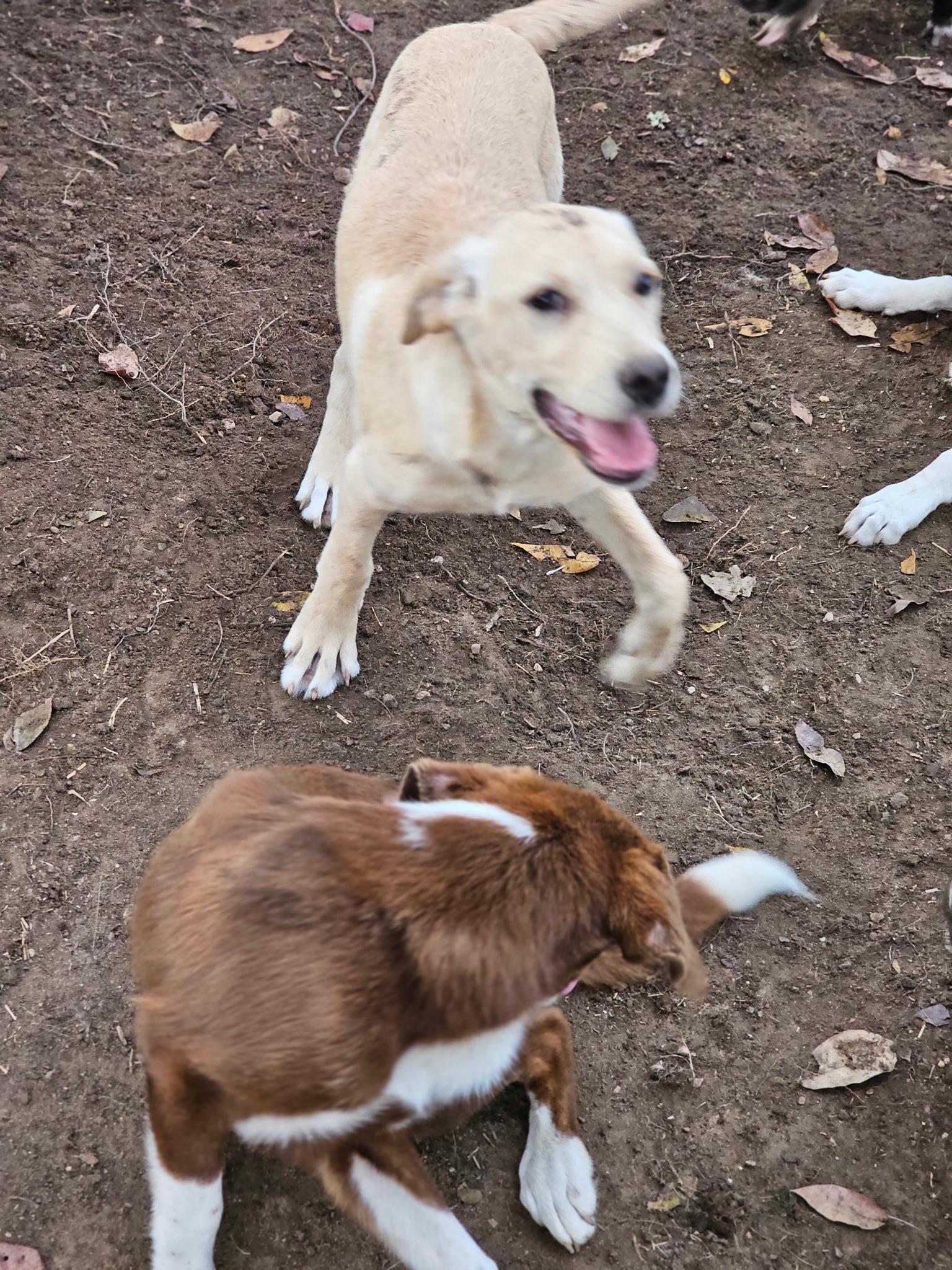 Enlarge Siggi, a Adoptable mixed breed in Newfoundland, NJ image 4/4
