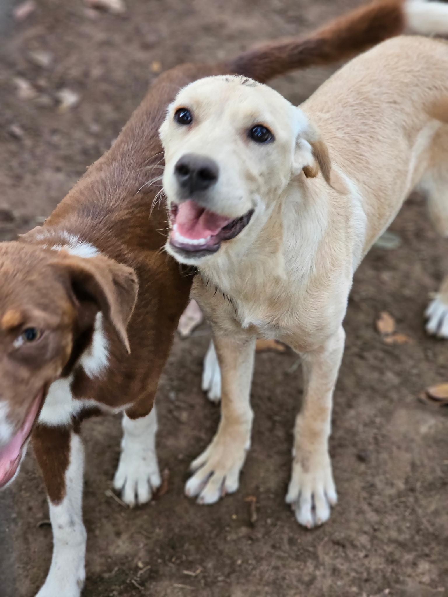 Enlarge Siggi, a Adoptable mixed breed in Newfoundland, NJ image 2/4