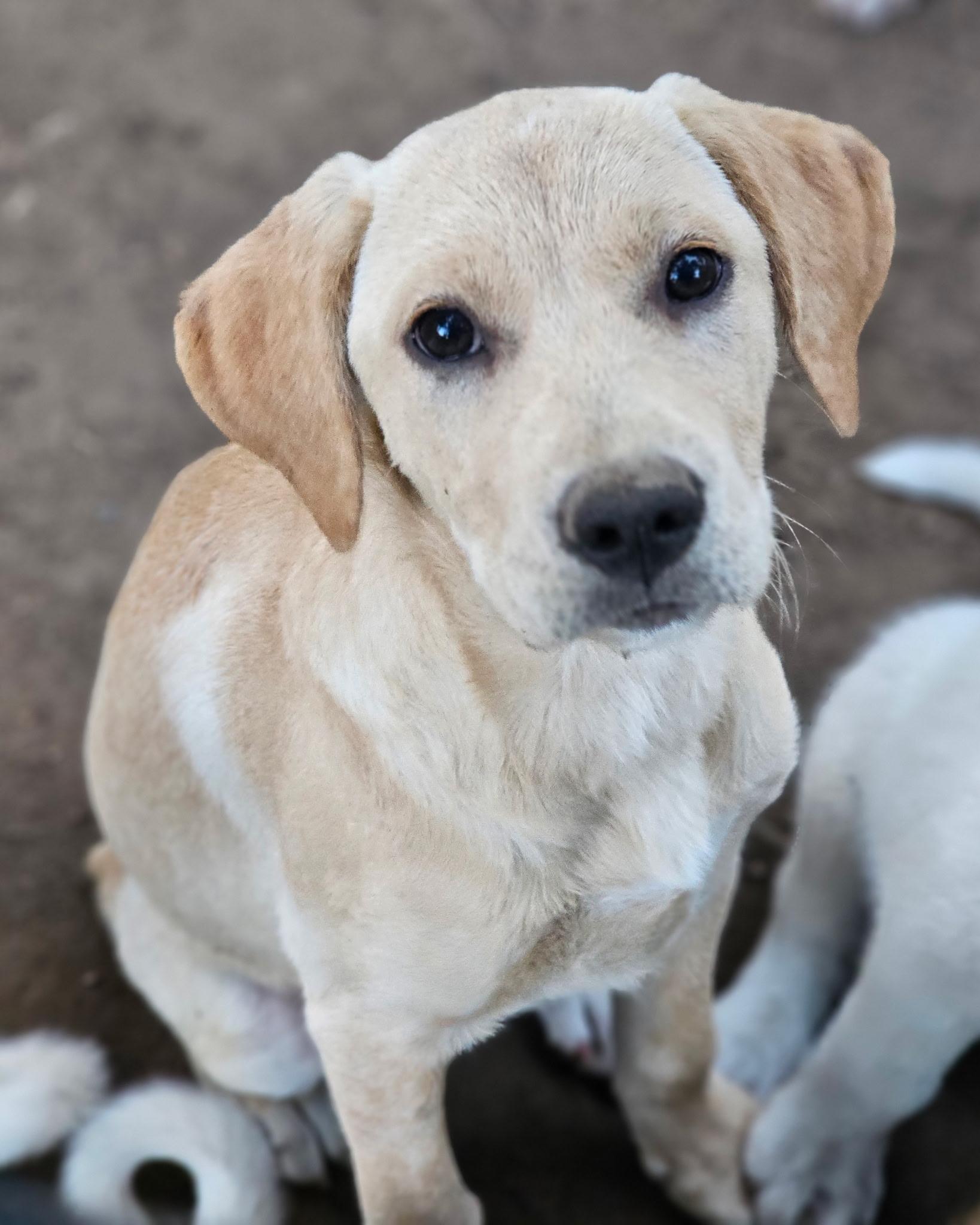 Enlarge Siggi, a Adoptable mixed breed in Newfoundland, NJ image 1/4