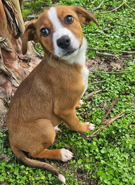 Tinsel CainRd, Adoptable, Puppy Male Beagle & Australian Shepherd.