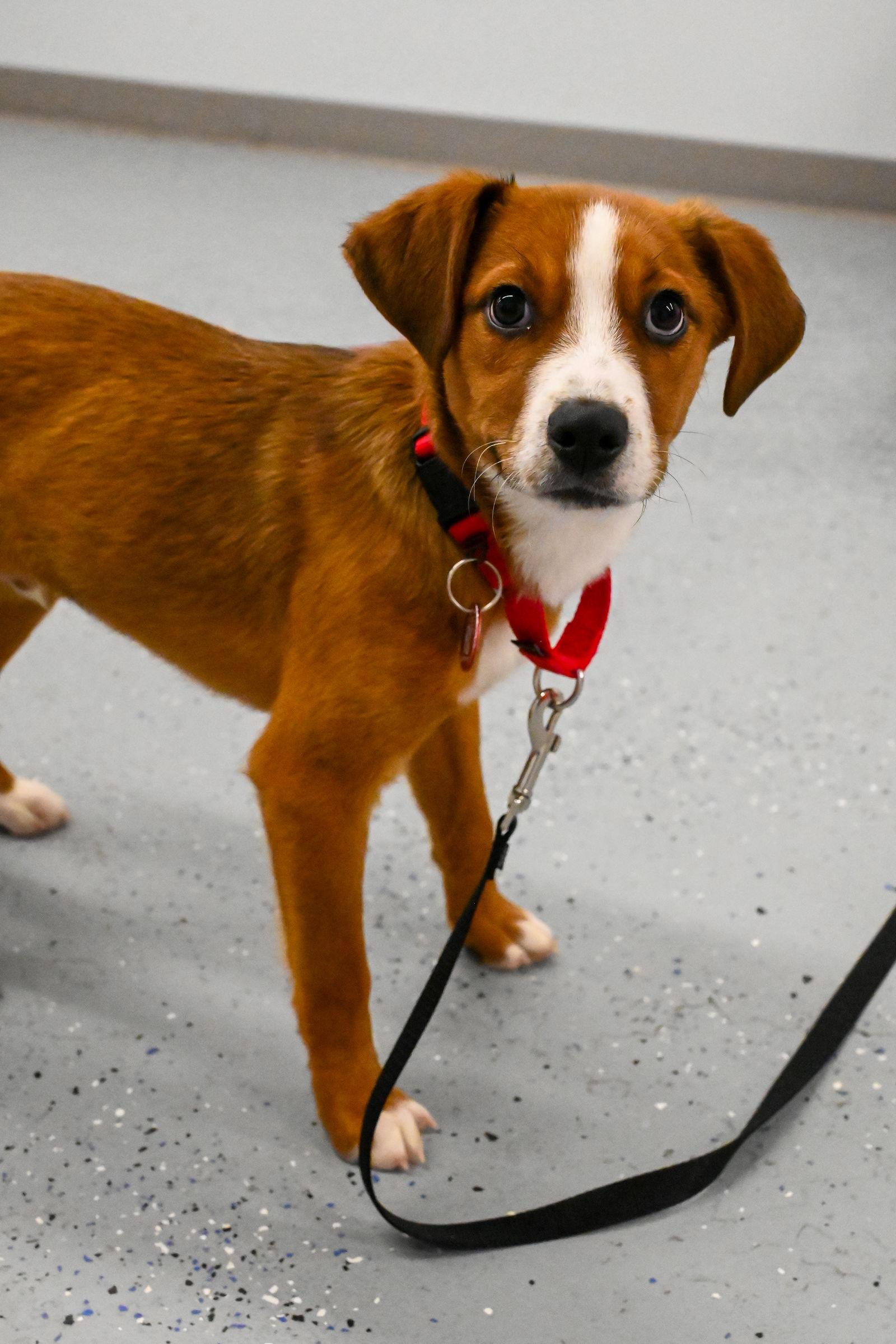 Tinsel CainRd *LOCAL*, Adoptable, Puppy Male Beagle & Australian Shepherd.