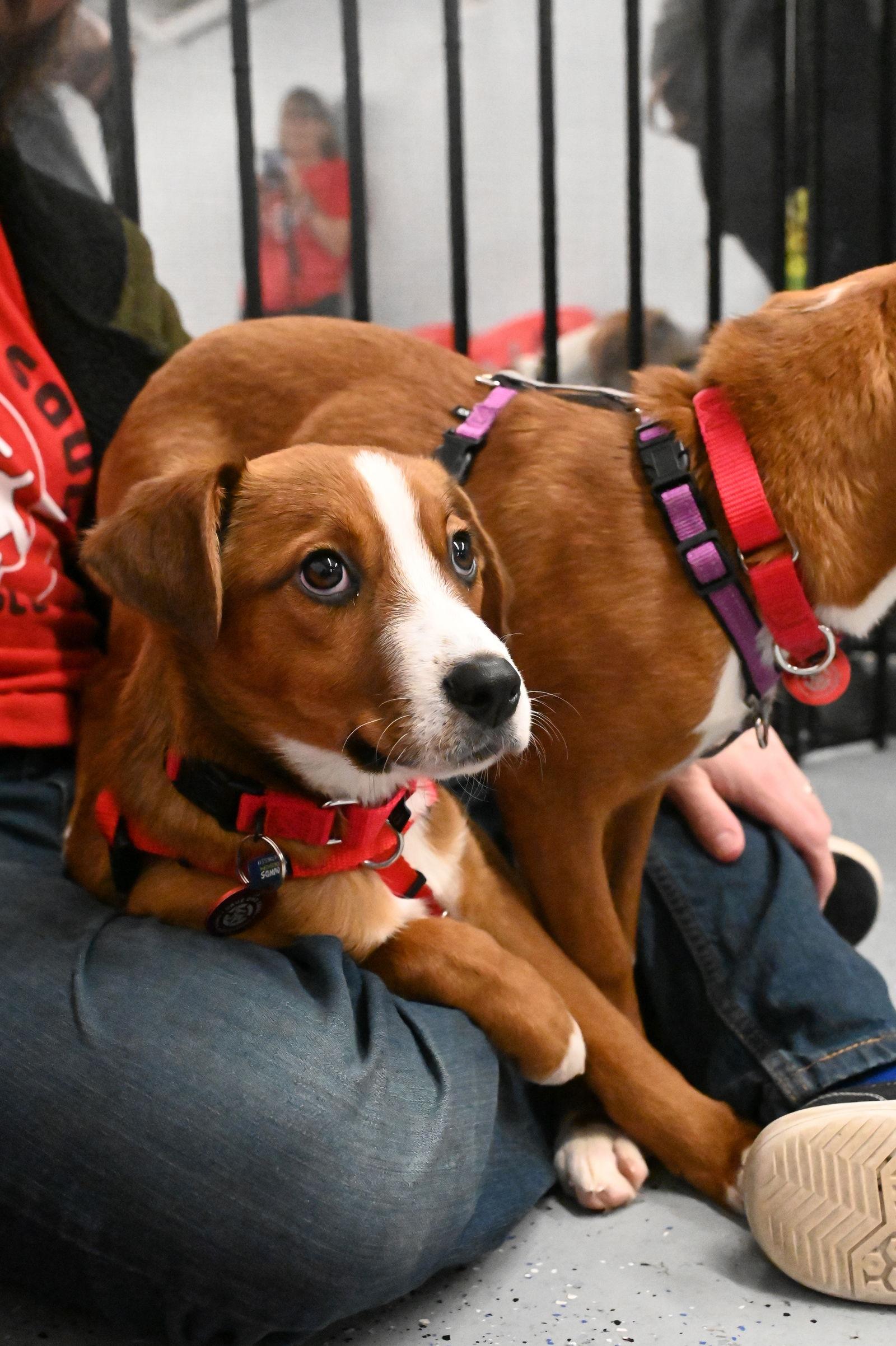 Enlarge Tinsel CainRd *LOCAL*, a Adoptable mixed breed in Wakefield, RI image 2/3