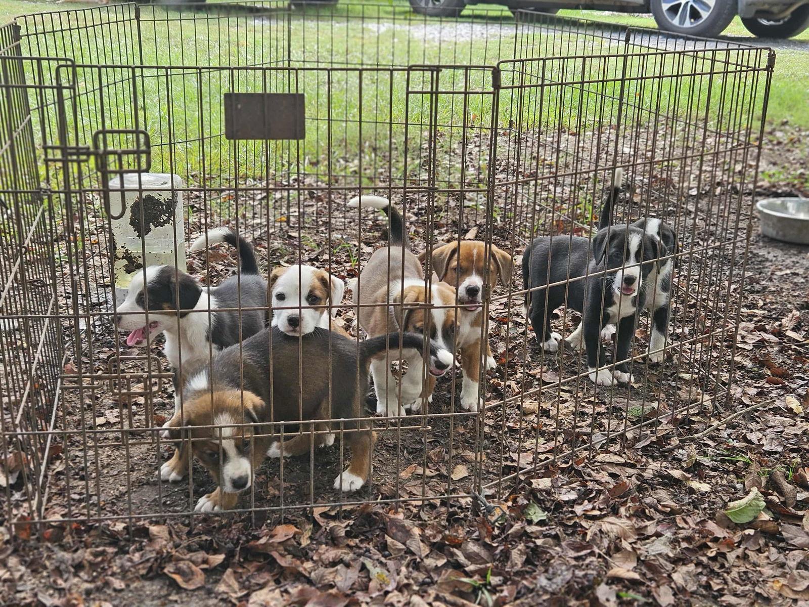 Enlarge Tinsel CainRd, a Adoptable mixed breed in Wakefield, RI image 2/2