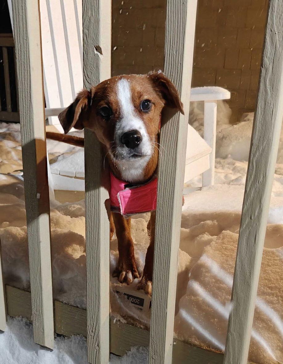 Tinsel Cainrd Local thumbnail 5