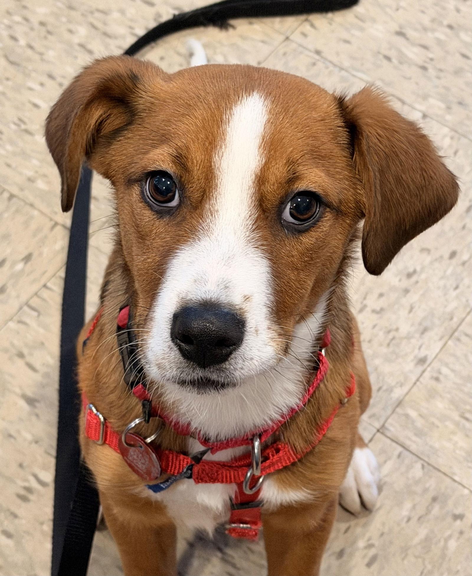 Enlarge Tinsel CainRd *LOCAL*, a Adoptable mixed breed in Wakefield, RI image 3/3