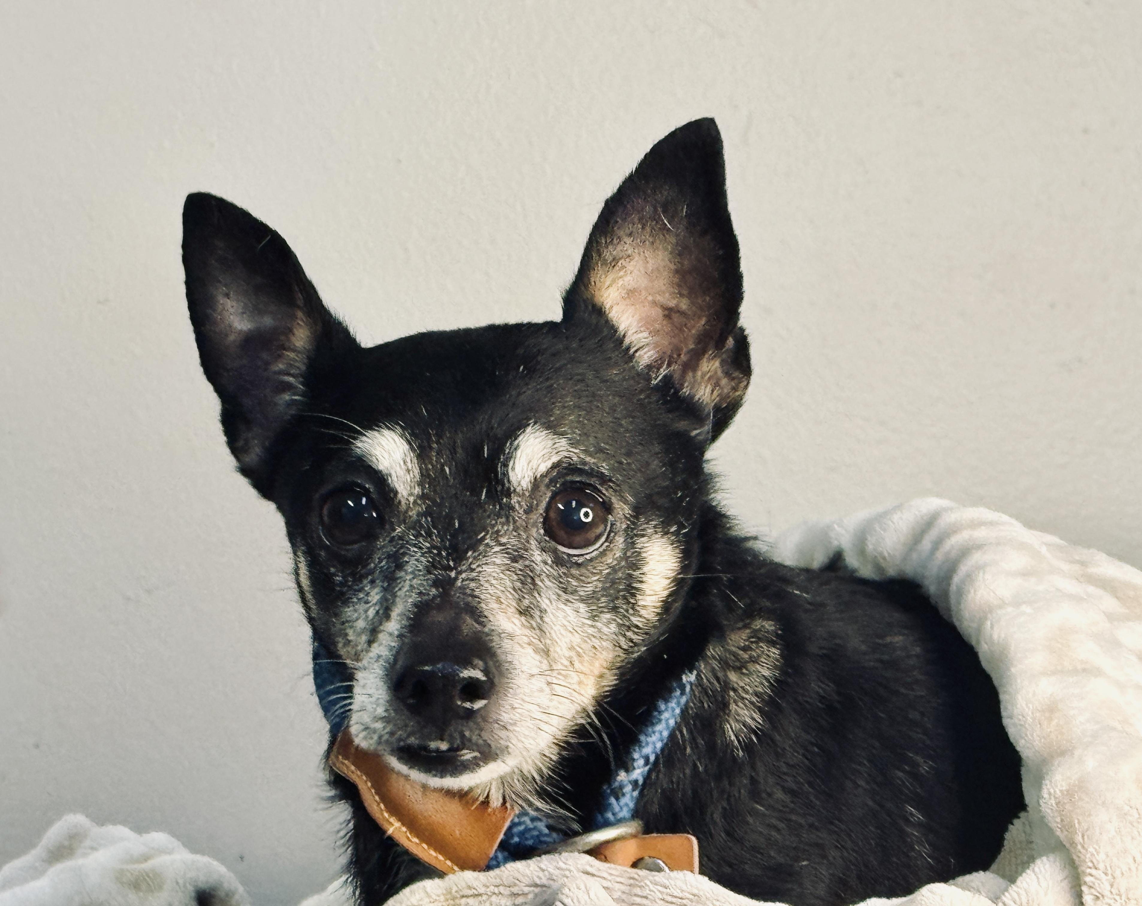 LoJack, ADOPTABLE, Adult Male Chihuahua & Miniature Pinscher.