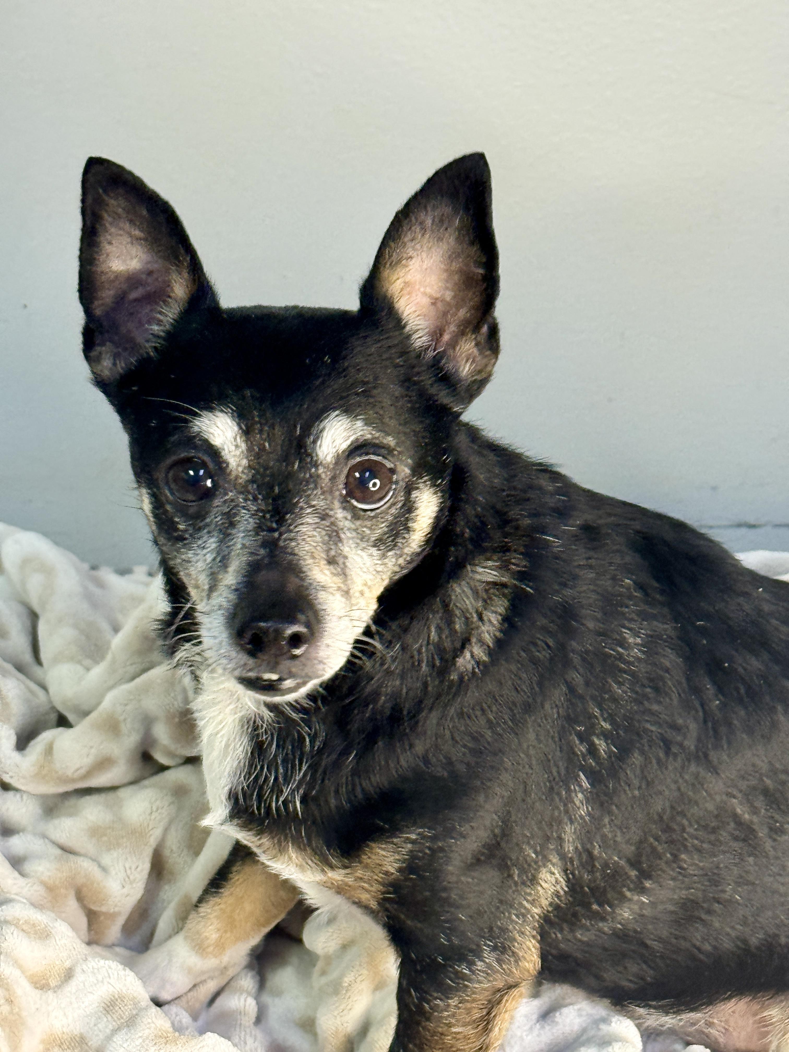 LoJack, a ADOPTABLE mixed breed in Richmond, VA image 2/3
