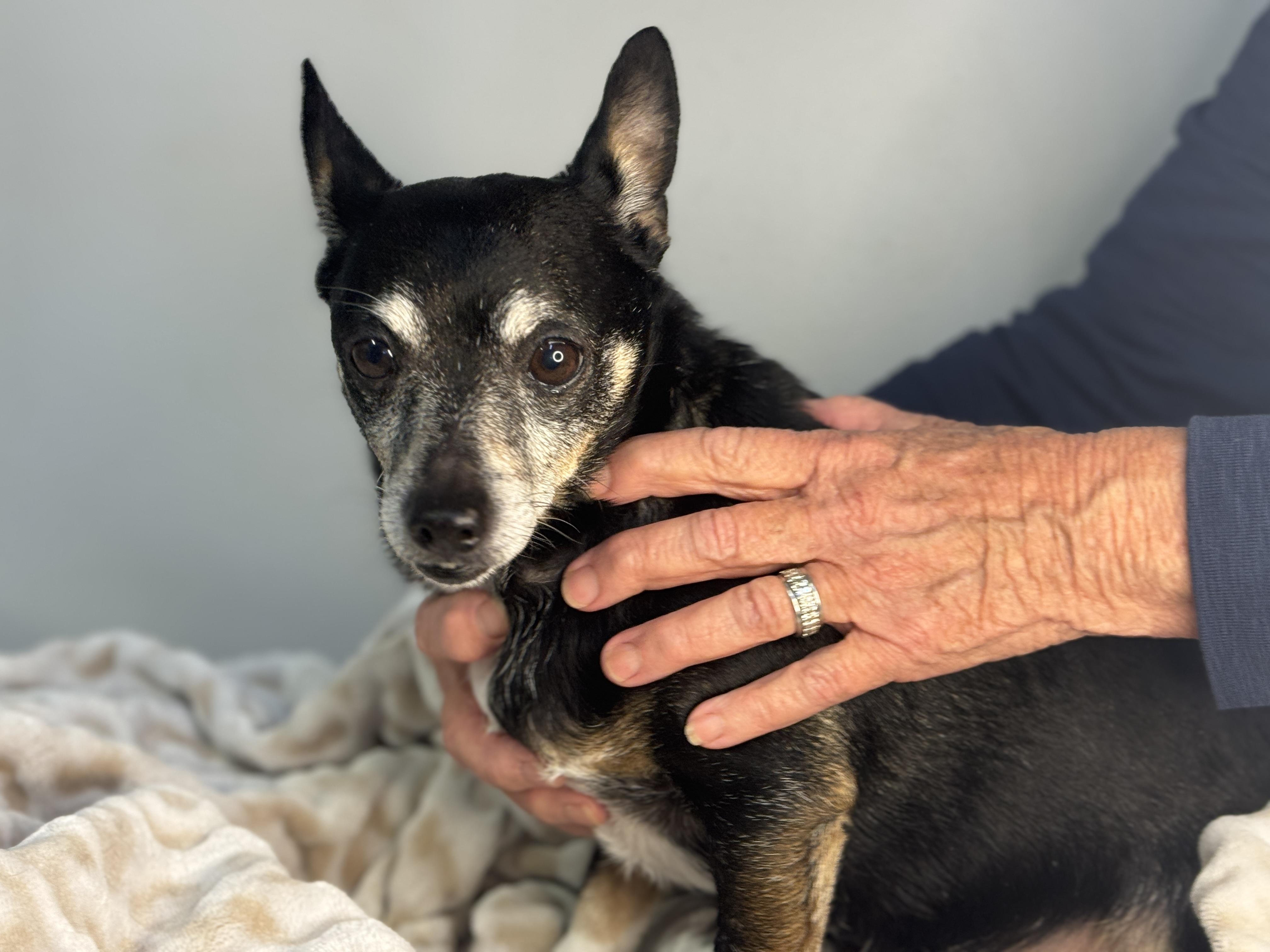 LoJack, a ADOPTABLE mixed breed in Richmond, VA image 3/3