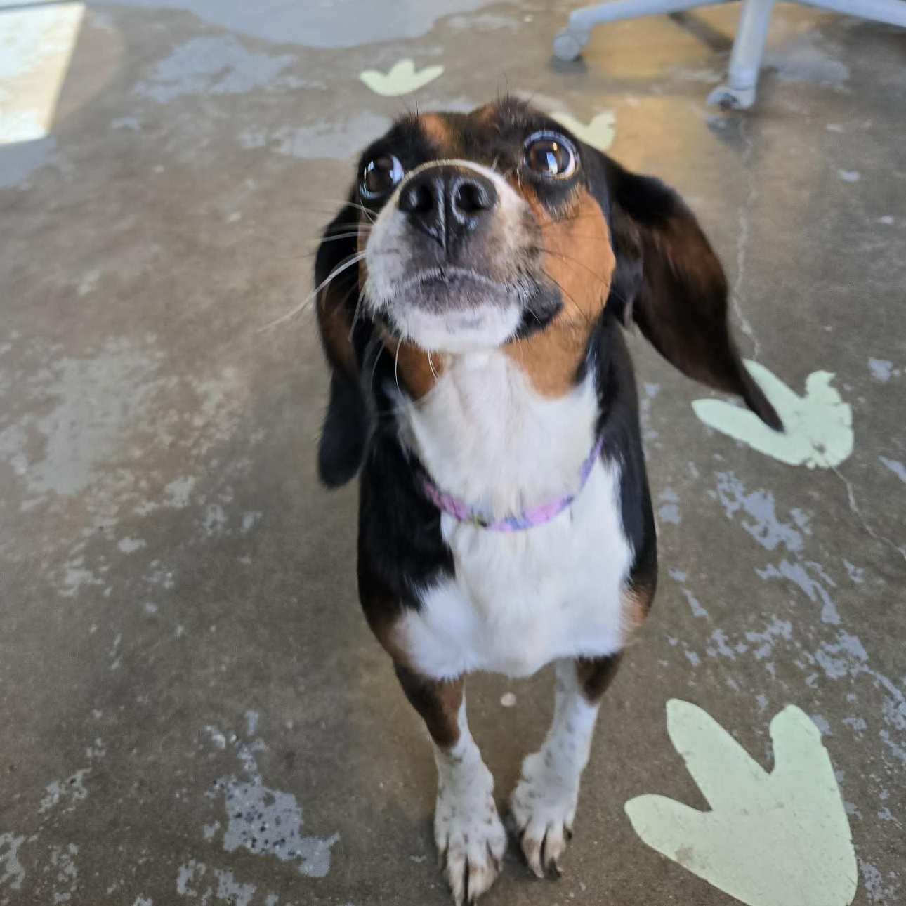 Cookie Cake, adopted, Adult Female Beagle.