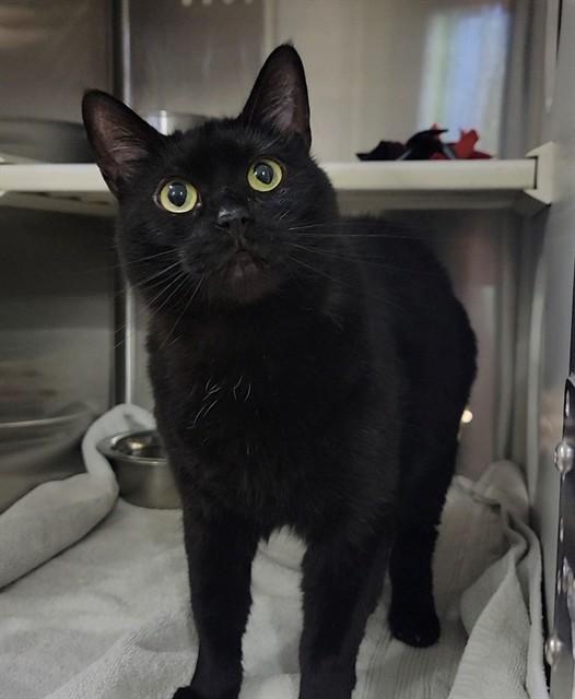 Enlarge MISS KITTY, a Adoptable Domestic Short Hair in Saint Peters, MO image 1/1