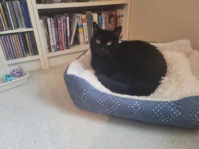 Enlarge MISS KITTY, a Adoptable Domestic Short Hair in Saint Peters, MO image 1/1