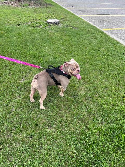 PETUNIA, a Adopted English Bulldog in Calgary, AB image 2/6