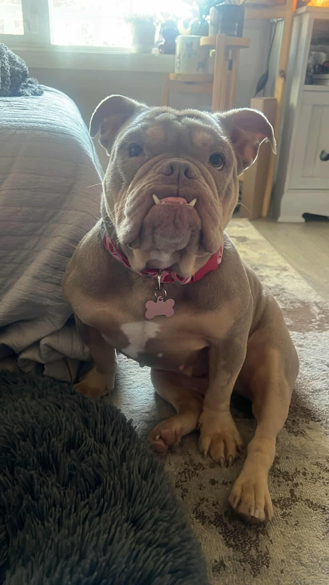 PETUNIA, a Adopted English Bulldog in Calgary, AB image 3/6