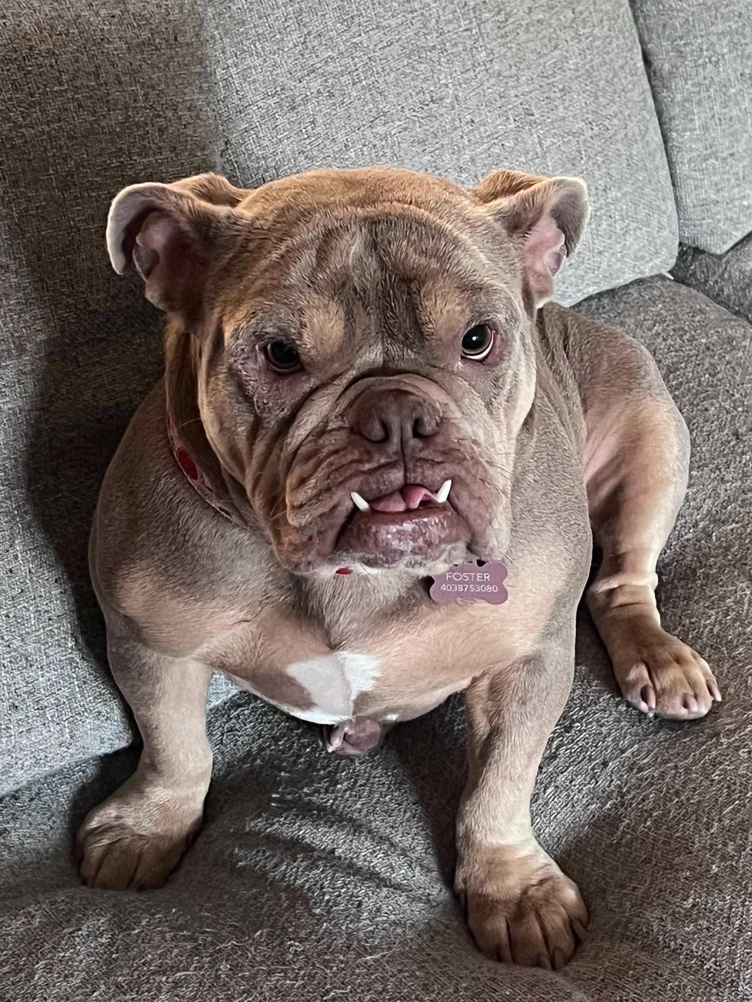 PETUNIA, a Adopted English Bulldog in Calgary, AB image 5/6