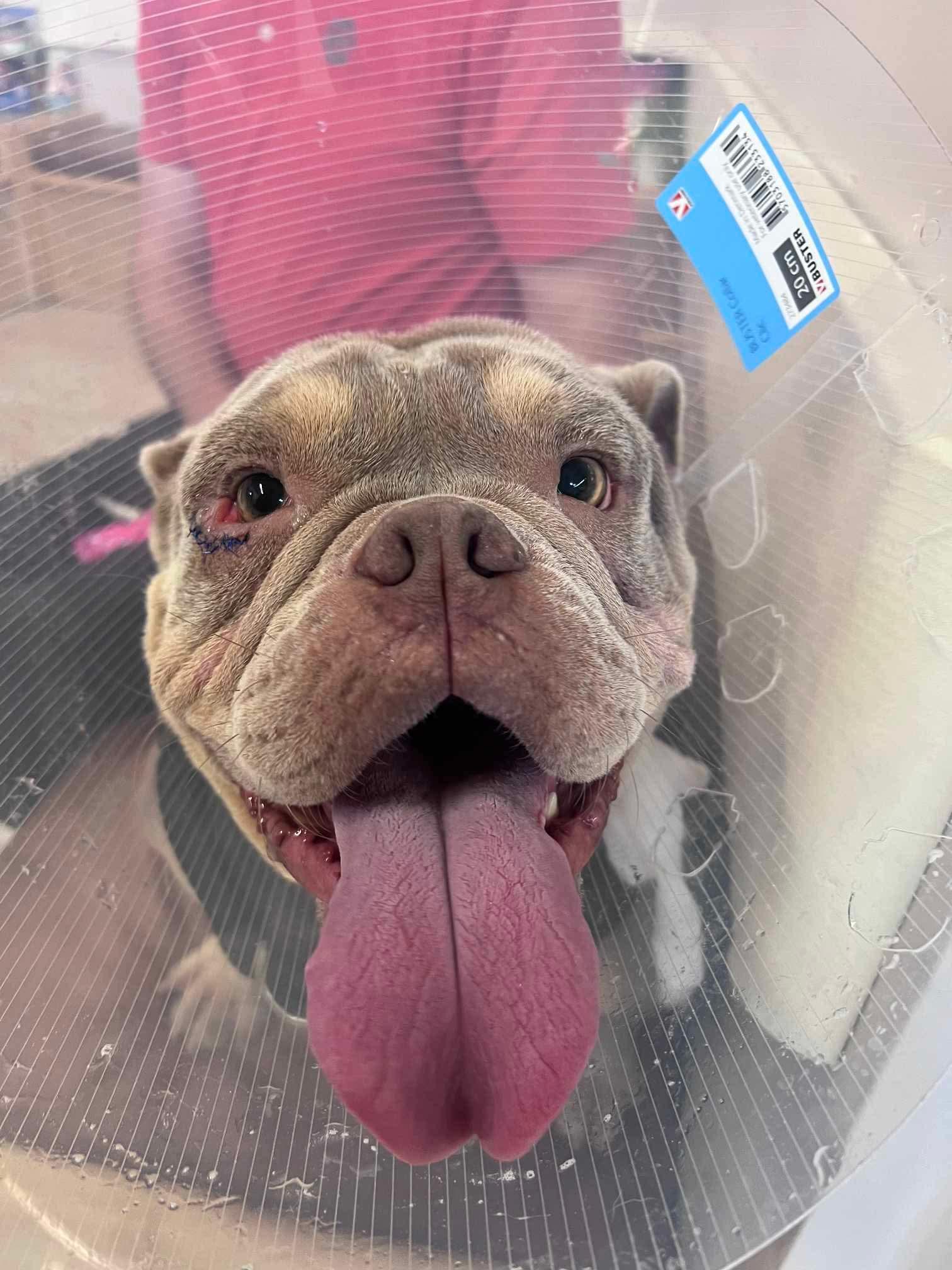 PETUNIA, a Adopted English Bulldog in Calgary, AB image 1/6