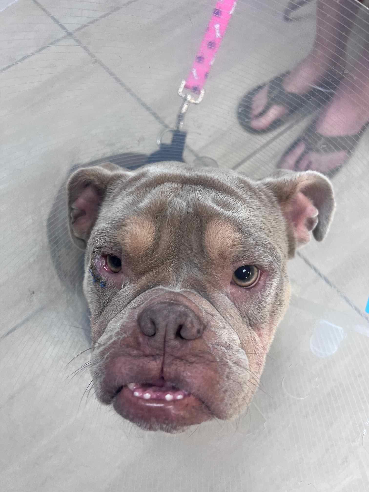 PETUNIA, a Adopted English Bulldog in Calgary, AB image 6/6