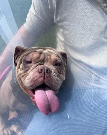 PETUNIA, a Adopted English Bulldog in Calgary, AB image 4/6
