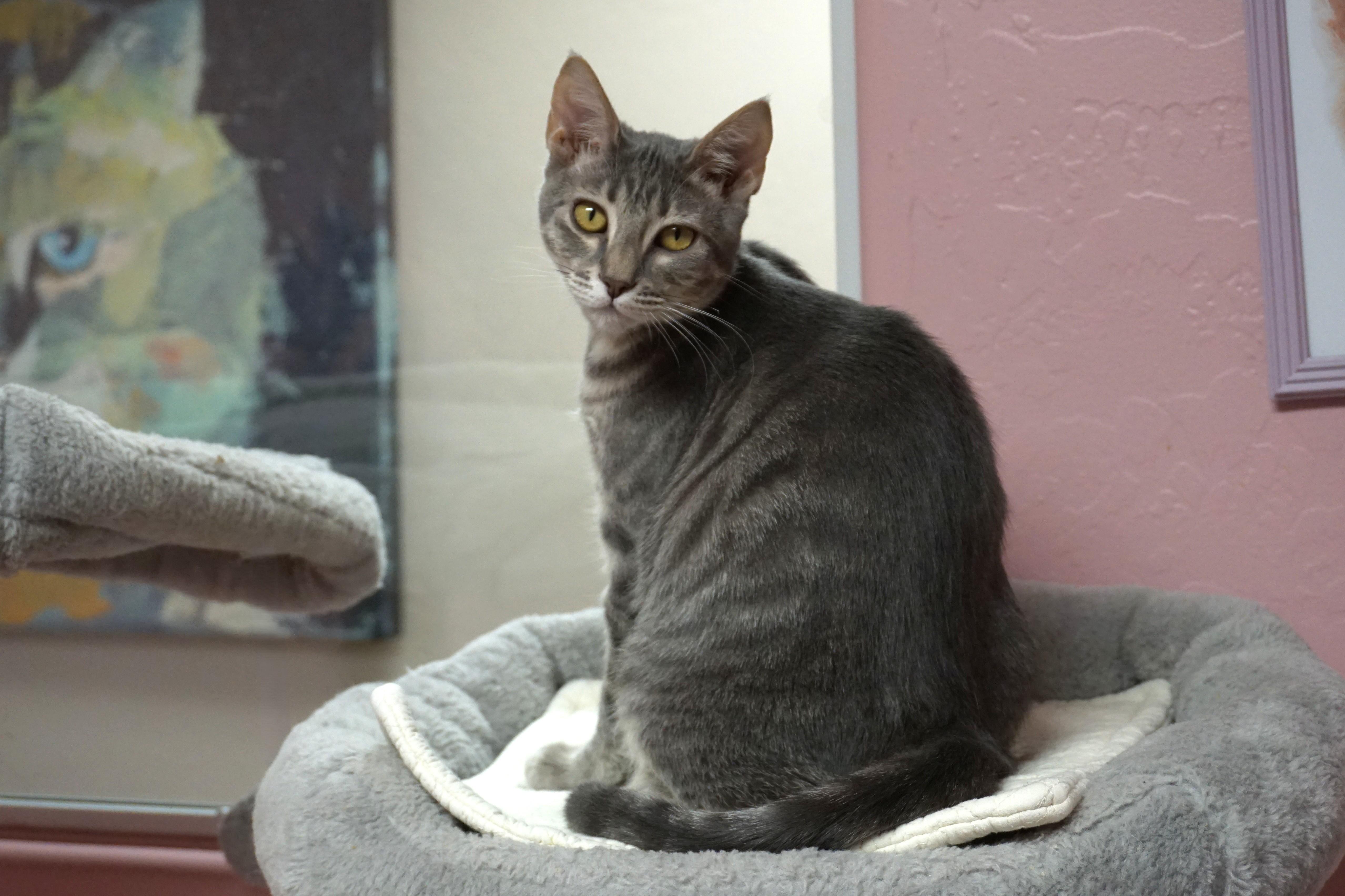 Enlarge Orange Stormy, an adopted Domestic Short Hair in Fountain Hills, AZ image 1/4