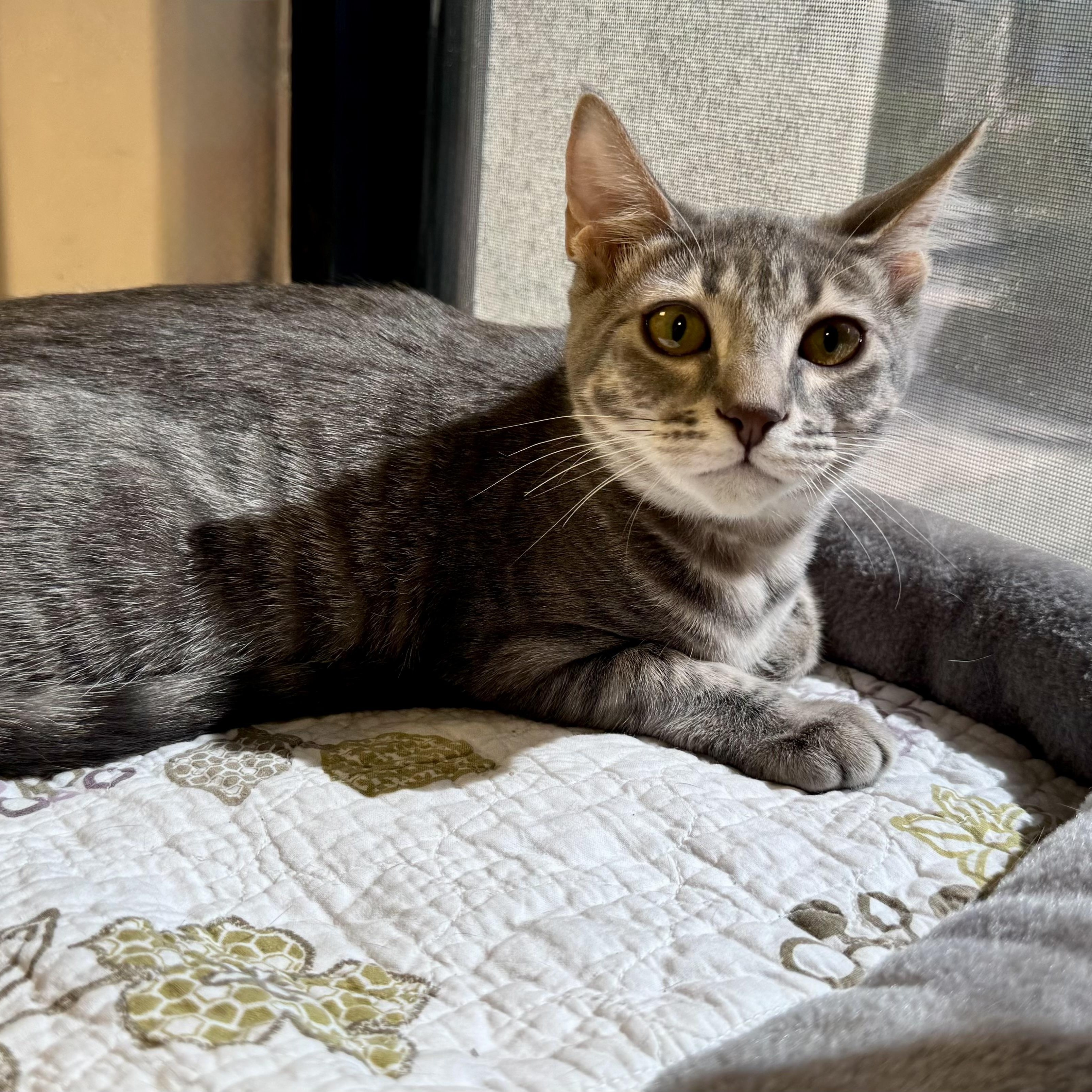 Enlarge Orange Stormy, an adopted Domestic Short Hair in Fountain Hills, AZ image 4/4