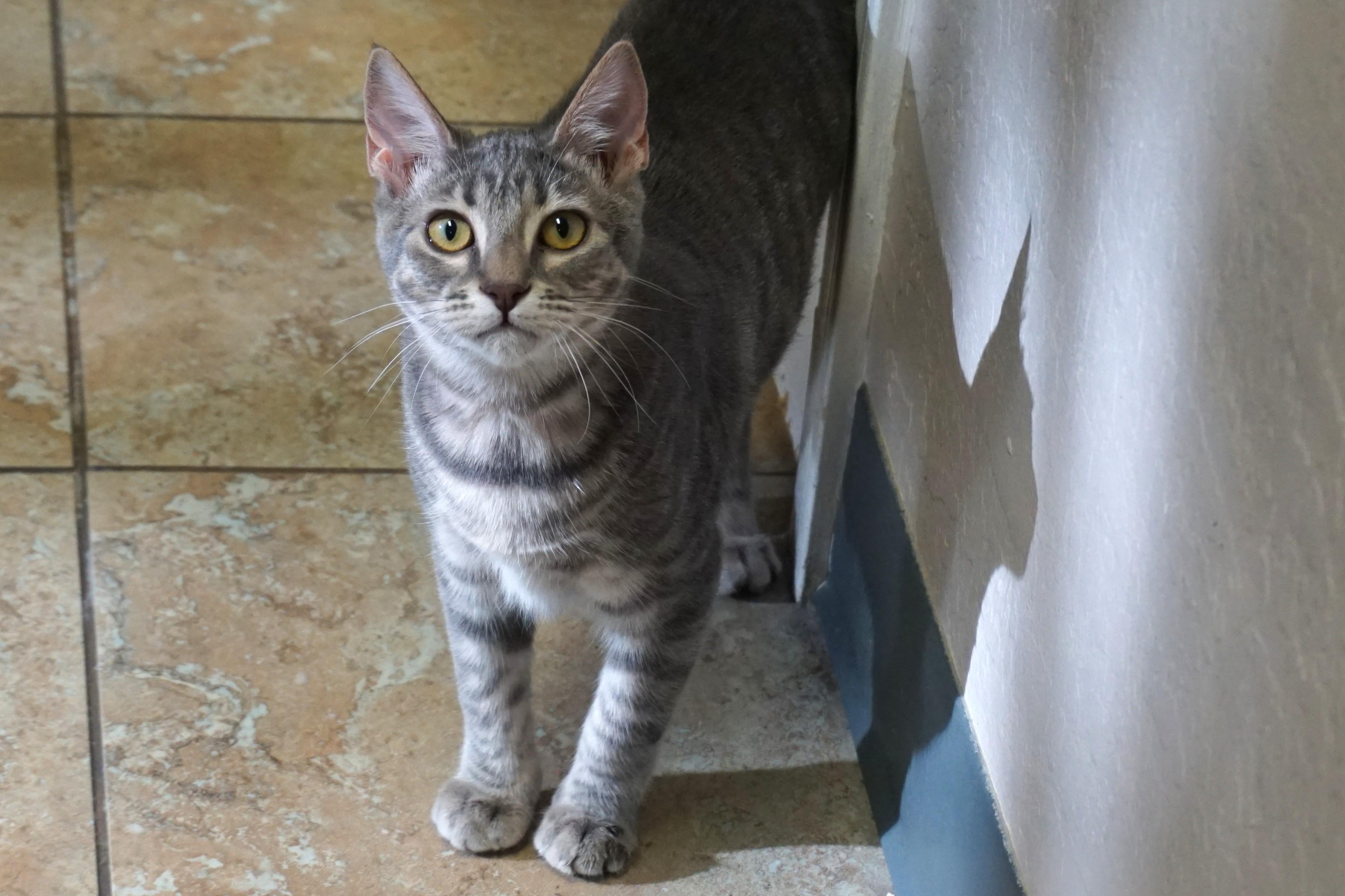 Enlarge Orange Stormy, an adopted Domestic Short Hair in Fountain Hills, AZ image 2/4