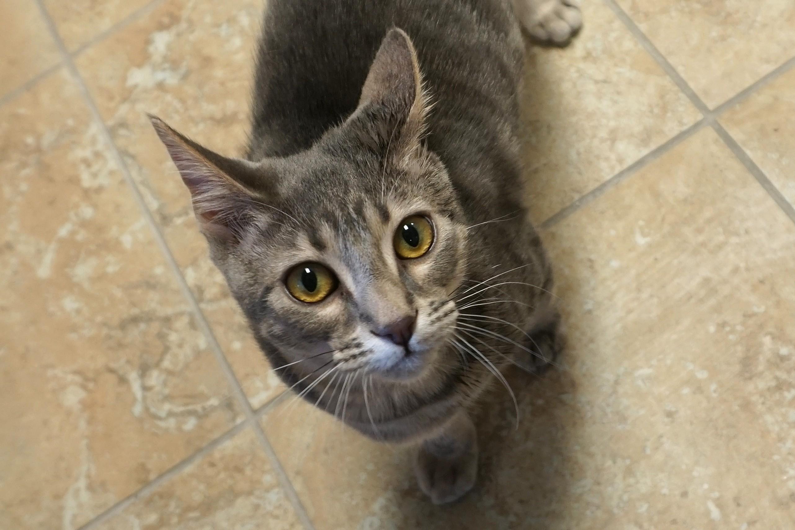 Enlarge Orange Stormy, an adopted Domestic Short Hair in Fountain Hills, AZ image 3/4