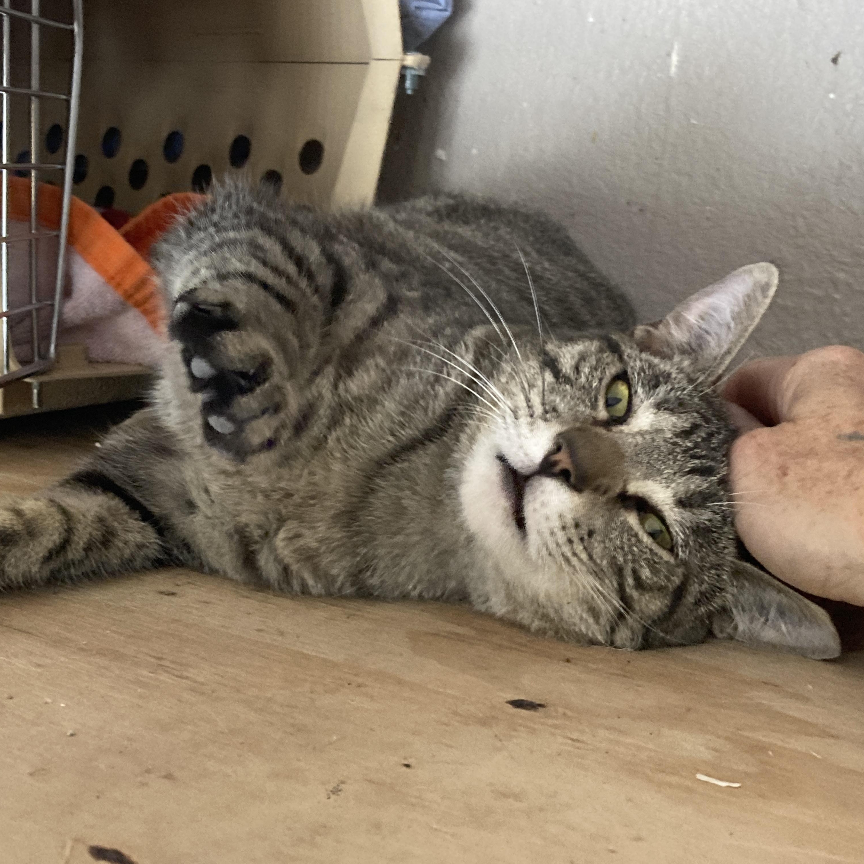 Enlarge Hayley, a ADOPTABLE Tabby in Roswell, NM image 3/3