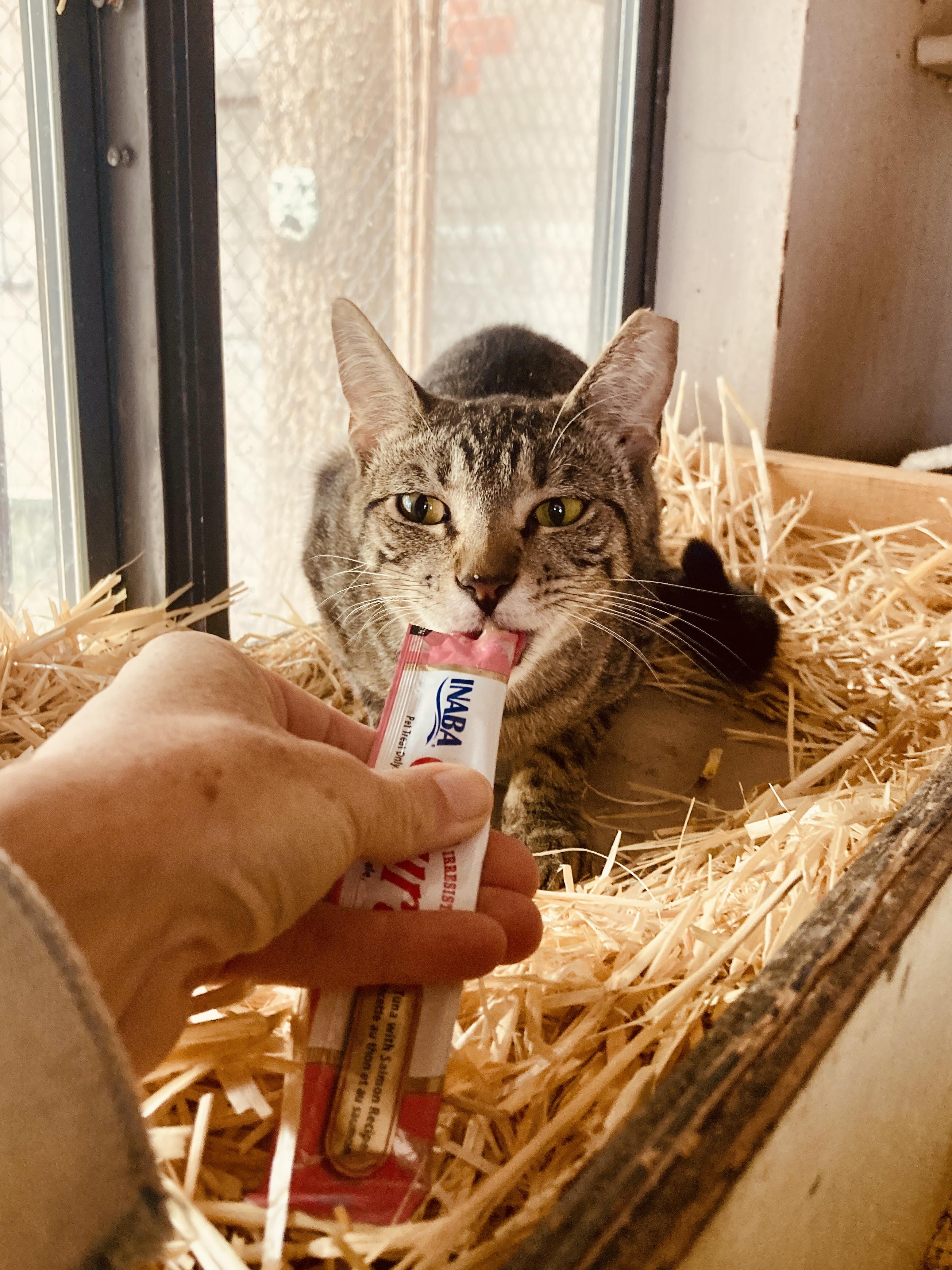 Hayley, ADOPTABLE, Adult Female Tabby.