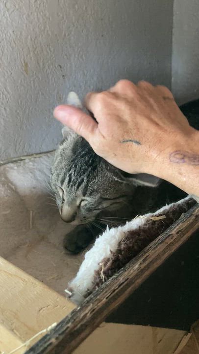 Enlarge Hayley, a ADOPTABLE Tabby in Roswell, NM video 2/3