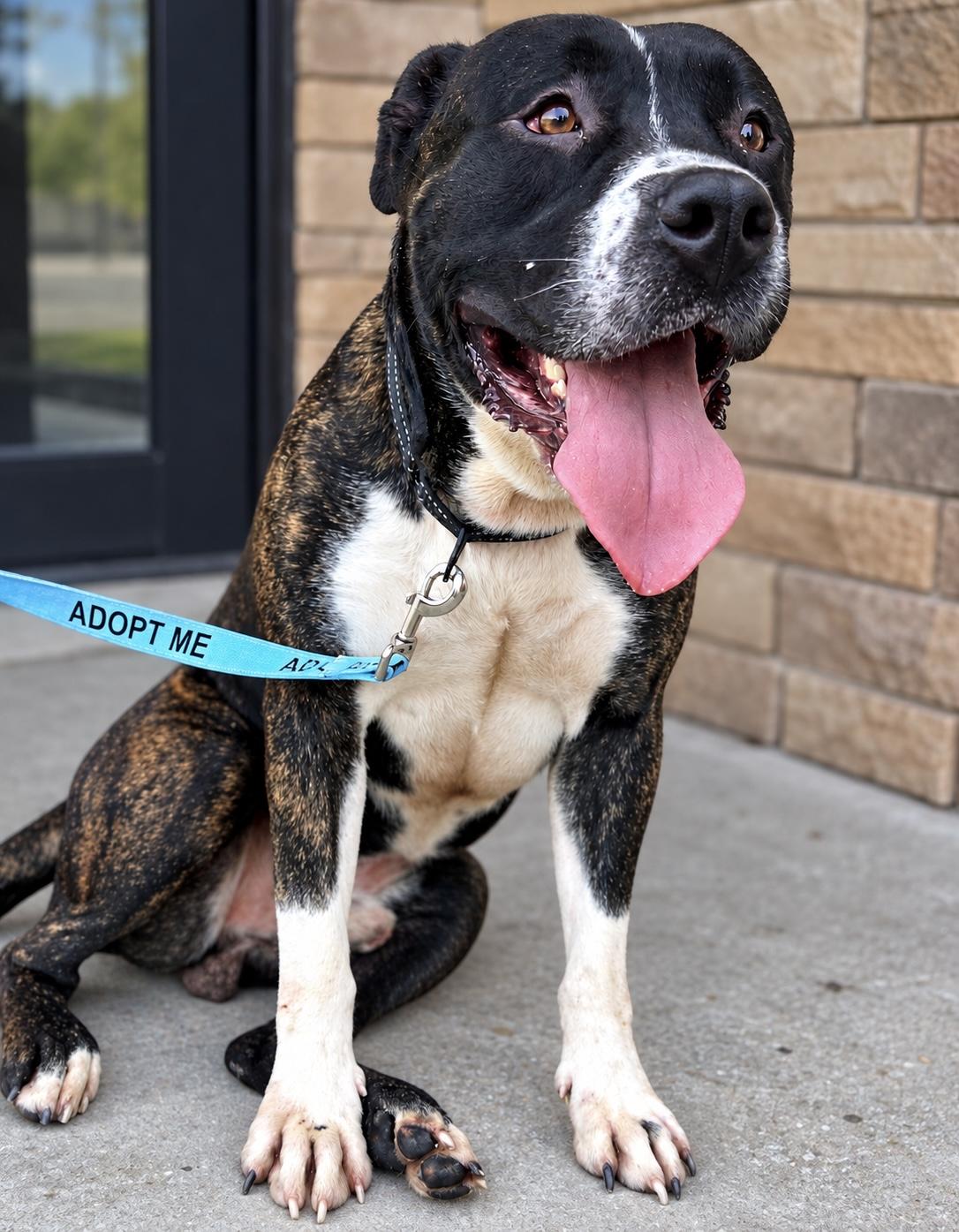 Enlarge Mack, a Adopted mixed breed in Dixon, KY image 1/1